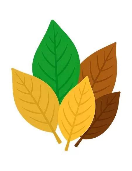 Líquidos Tabaco